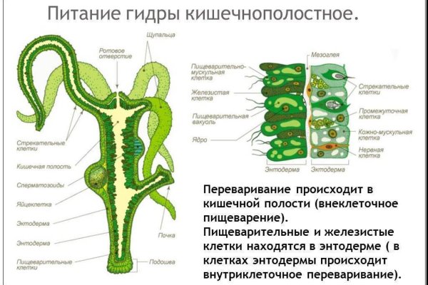 Блэк спрут восстановление пароля