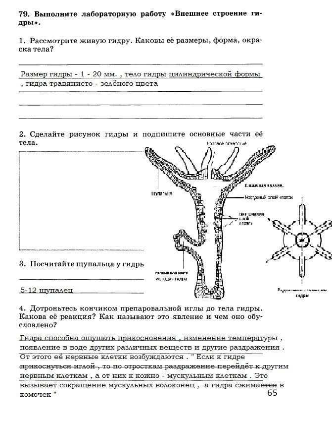 Рабочая ссылка блэкспрут тор 1blacksprut me